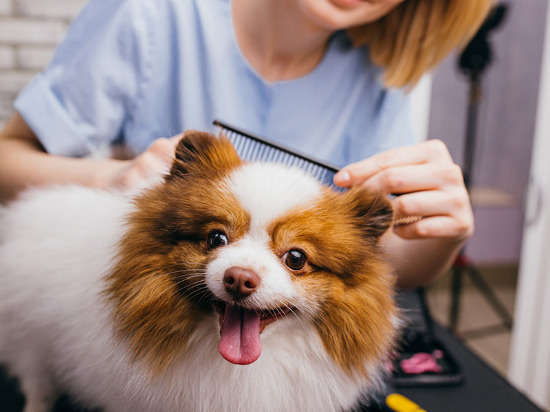 Dog Grooming in West Ashley, Charleston SC