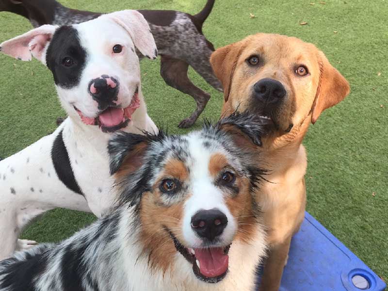 dogs playing during dog daycare in Johns Island, James Island, & Charleston SC