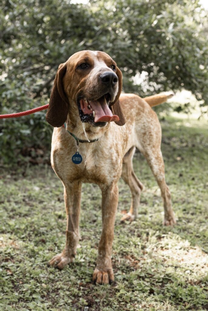 Dog Boarding West Ashley, Charleston, Seabrook Island SC Dog Tired
